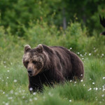 Селфи с опасностью: медведи в подмосковных лесах